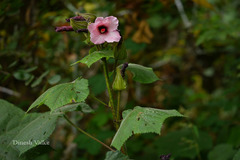 Abelmoschus angulosus var. purpureus